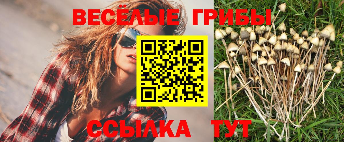 Сорочинск  Галлюциногенные грибы Psilocybe  Вход с VPN 